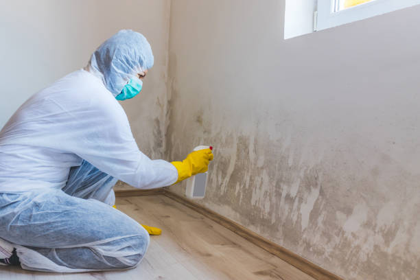 Licensed Mold Remediation service in Wayland, MA - WQB Mold Removal